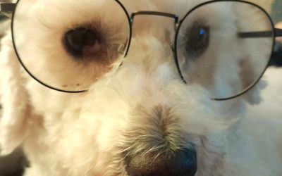 Paw-Some Pets Photo Competition